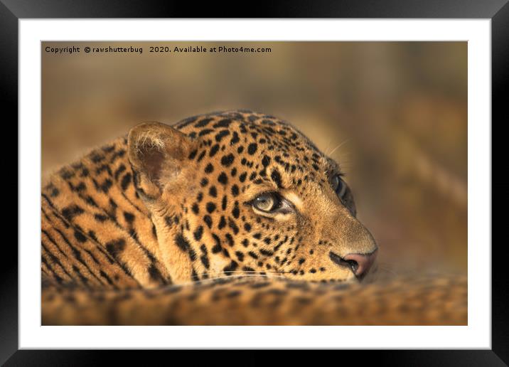 Face Of A Leopard Framed Mounted Print by rawshutterbug 