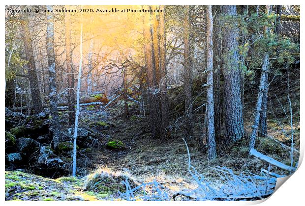 Magic Light in Forest Print by Taina Sohlman