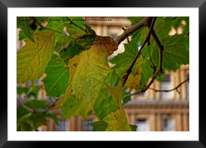 First signs of Autumn at Bath Circus Framed Mounted Print by Duncan Savidge