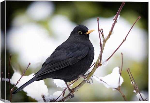 WINTER BLACKBIRD Canvas Print by Anthony R Dudley (LRPS)