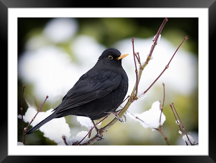 WINTER BLACKBIRD Framed Mounted Print by Anthony R Dudley (LRPS)