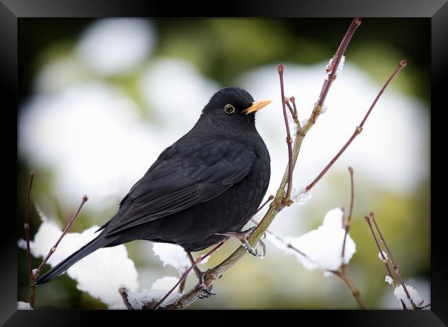 WINTER BLACKBIRD Framed Print by Anthony R Dudley (LRPS)