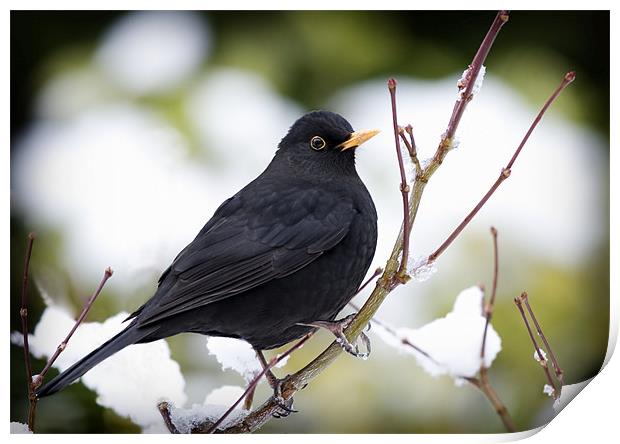 WINTER BLACKBIRD Print by Anthony R Dudley (LRPS)