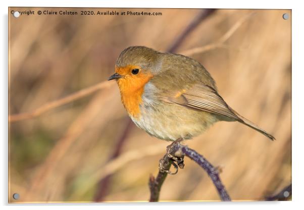 Robin Acrylic by Claire Colston