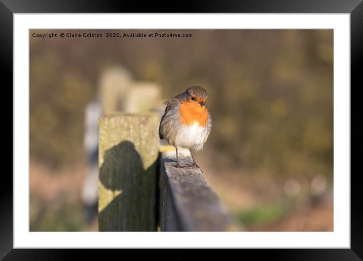 Robin Framed Mounted Print by Claire Colston