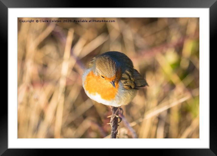 Robin Framed Mounted Print by Claire Colston