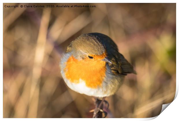 robin Print by Claire Colston