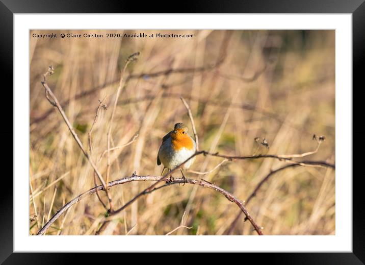 Robin Framed Mounted Print by Claire Colston