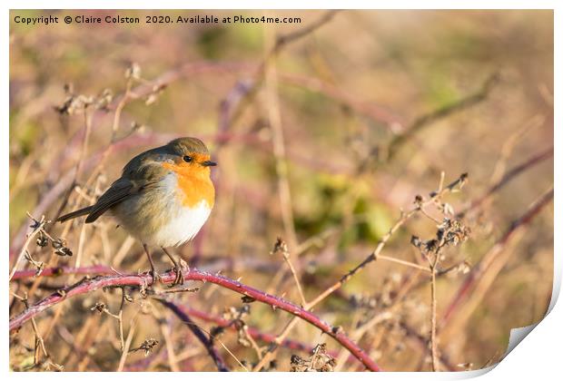 Robin Print by Claire Colston