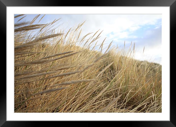 Grassy Dunes Framed Mounted Print by J Biggadike