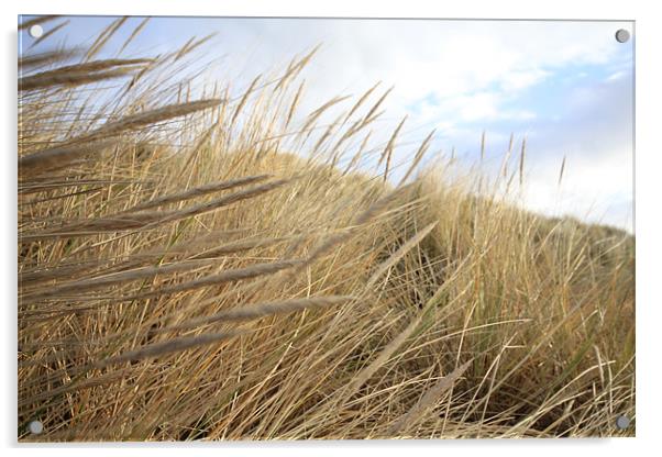 Grassy Dunes Acrylic by J Biggadike