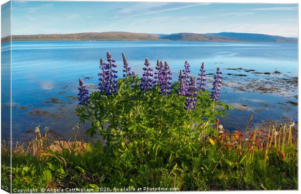 Lupins by the Fjord Canvas Print by Angela Cottingham