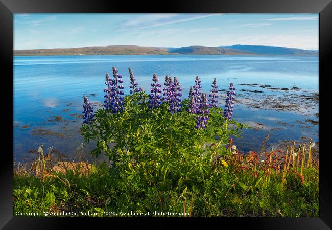 Lupins by the Fjord Framed Print by Angela Cottingham