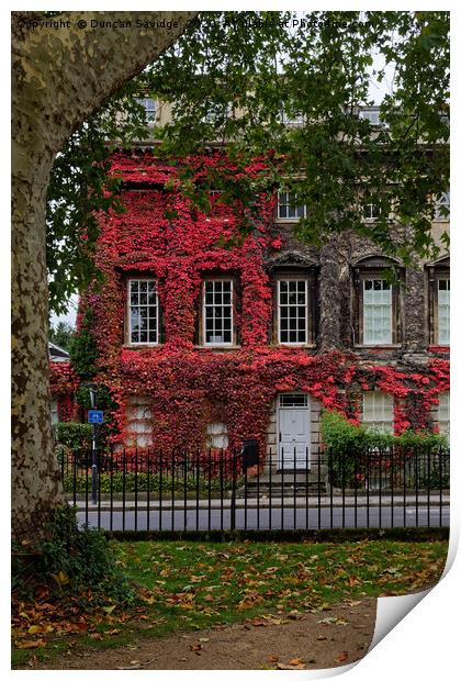 Queens Square, Bath red Ivy Print by Duncan Savidge