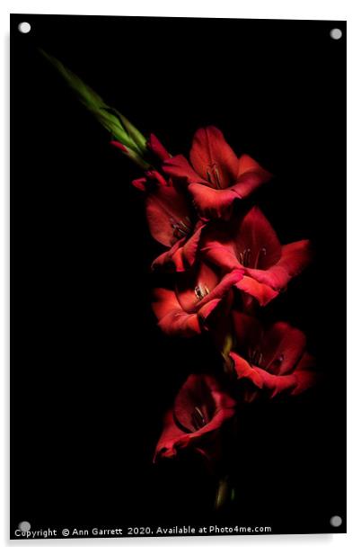 Red Gladious on Black 5 Acrylic by Ann Garrett