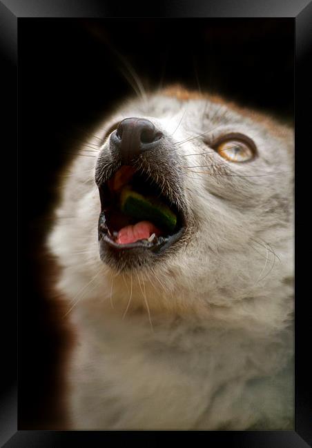 Singing Crowned Lemur Framed Print by Serena Bowles