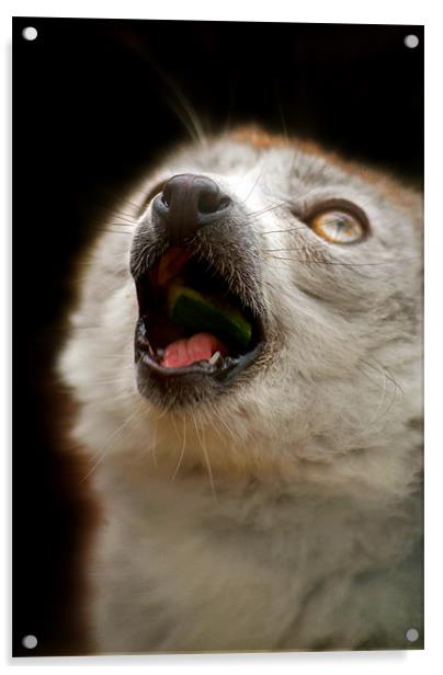 Singing Crowned Lemur Acrylic by Serena Bowles