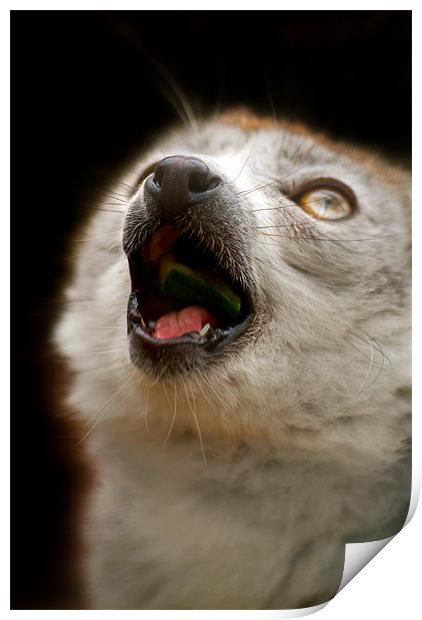 Singing Crowned Lemur Print by Serena Bowles