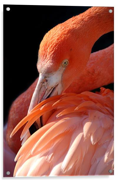 Cuban Flamingo Grooming Acrylic by Serena Bowles