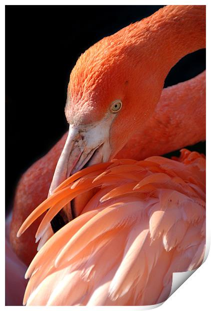 Cuban Flamingo Grooming Print by Serena Bowles