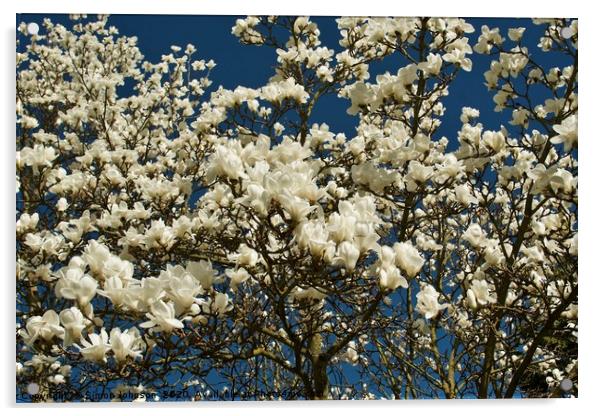 magnolia blossom Acrylic by Simon Johnson