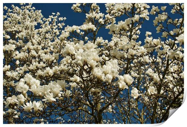 magnolia blossom Print by Simon Johnson