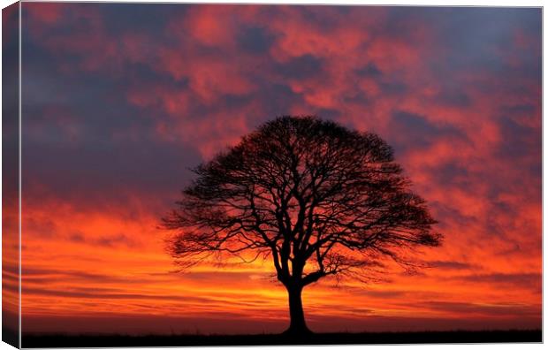 Tree Silhouette sunrise Canvas Print by Simon Johnson
