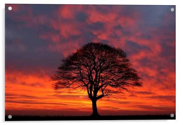 Tree Silhouette sunrise Acrylic by Simon Johnson