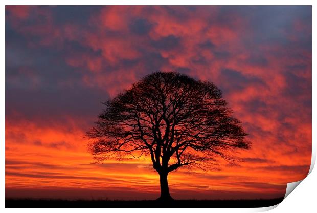 Tree Silhouette sunrise Print by Simon Johnson