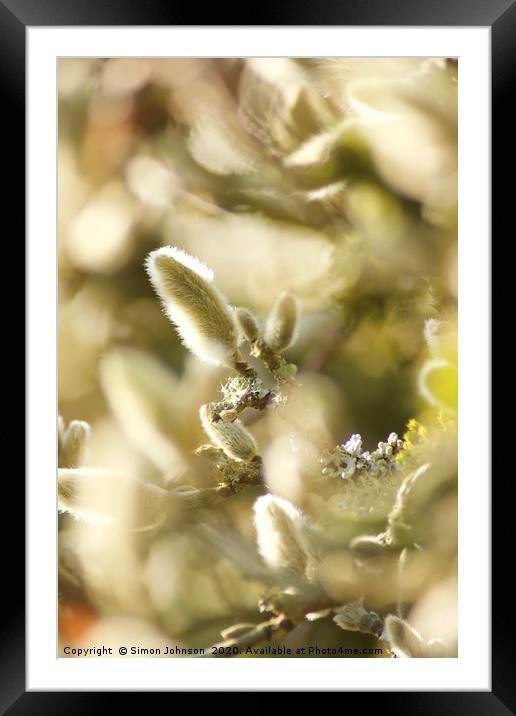 Magnolia Buds Framed Mounted Print by Simon Johnson
