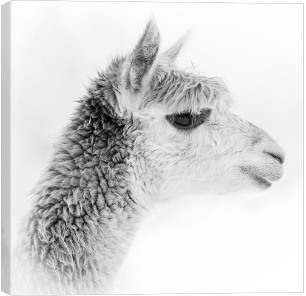Alpaca Portrait - black and white Canvas Print by Chris Warham