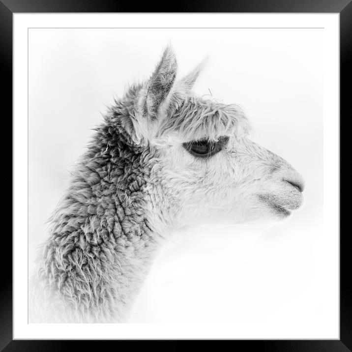 Alpaca Portrait - black and white Framed Mounted Print by Chris Warham