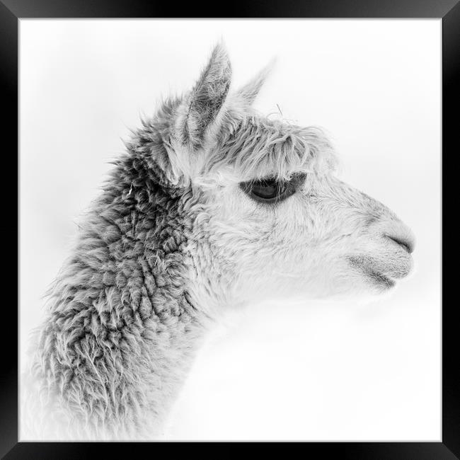 Alpaca Portrait - black and white Framed Print by Chris Warham