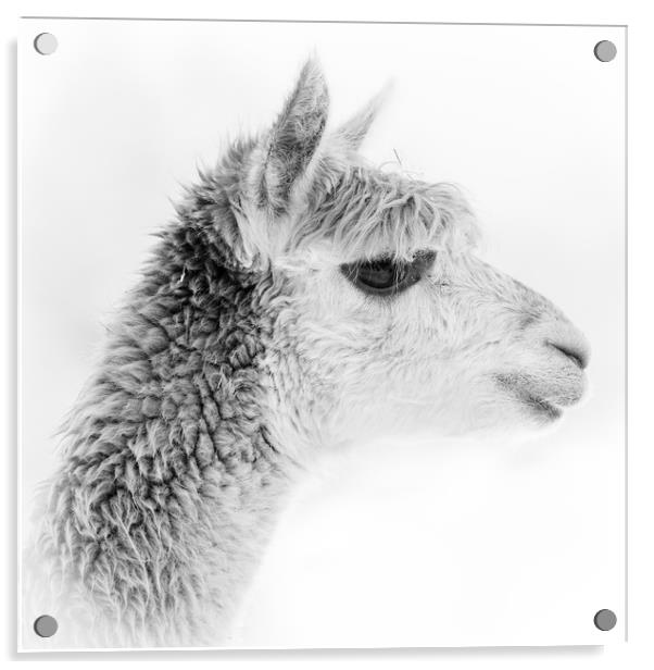 Alpaca Portrait - black and white Acrylic by Chris Warham