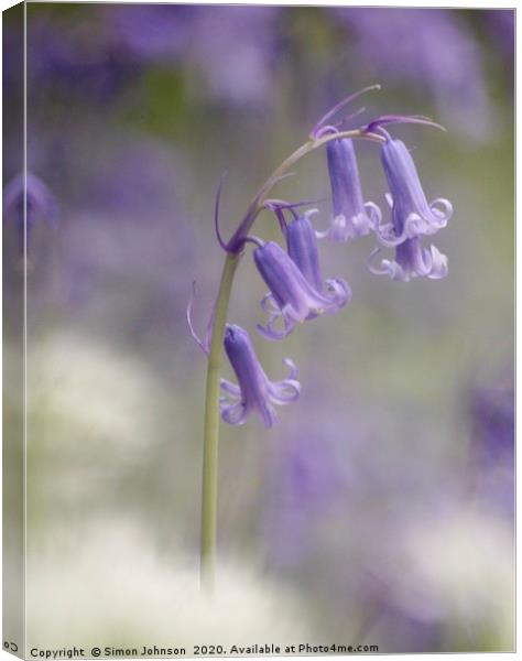 Isolated Bluebell  Canvas Print by Simon Johnson