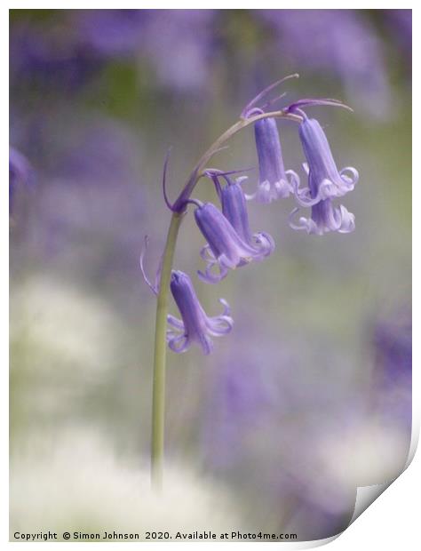 Isolated Bluebell  Print by Simon Johnson