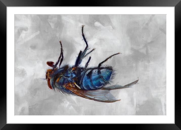 Dead Fly Framed Mounted Print by Robert Deering
