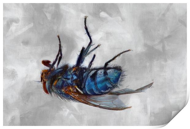Dead Fly Print by Robert Deering