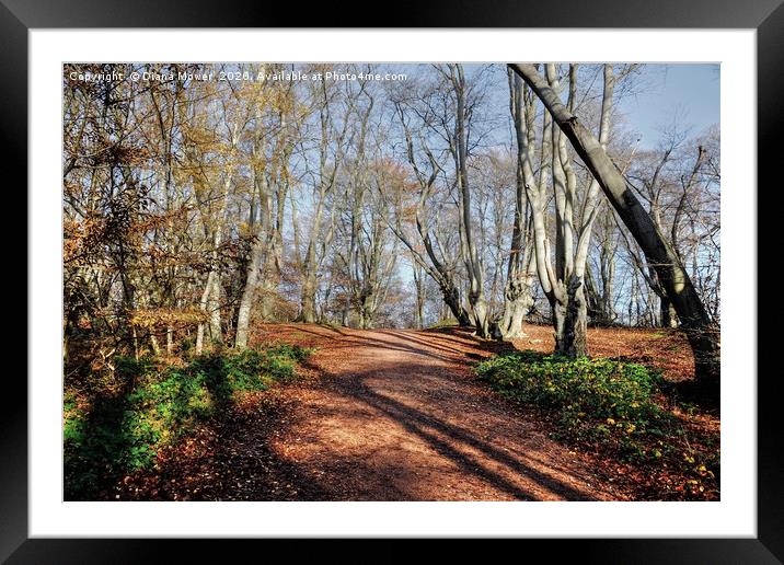 Epping Forest  Framed Mounted Print by Diana Mower