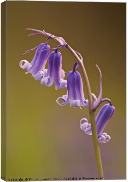 bluebell flowers close up Canvas Print by Simon Johnson