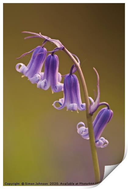bluebell flowers close up Print by Simon Johnson