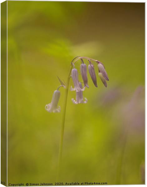 Isolated bluebell Canvas Print by Simon Johnson