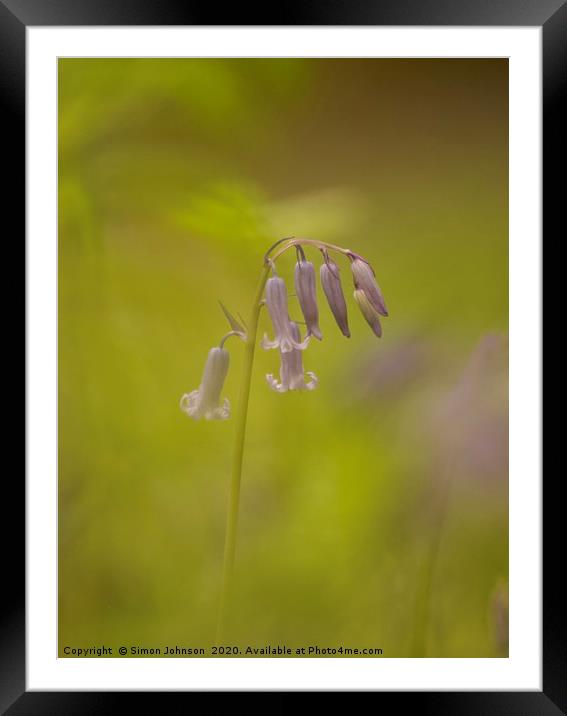 Isolated bluebell Framed Mounted Print by Simon Johnson