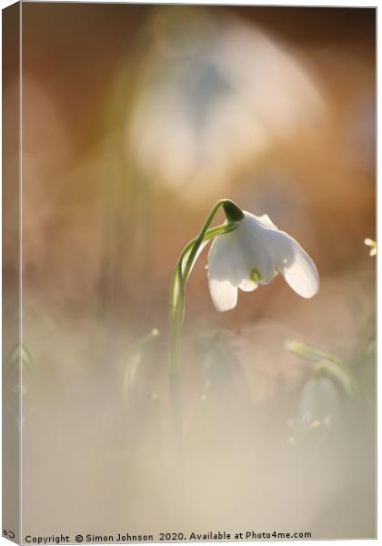 Isolated  sunlit snowdrop Canvas Print by Simon Johnson