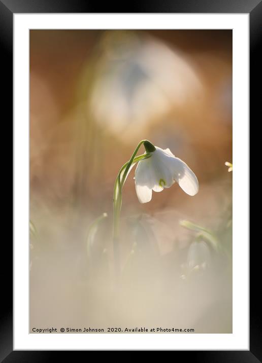 Isolated  sunlit snowdrop Framed Mounted Print by Simon Johnson