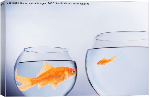 Large and small goldfish, in contrasting size bowl Canvas Print by conceptual images