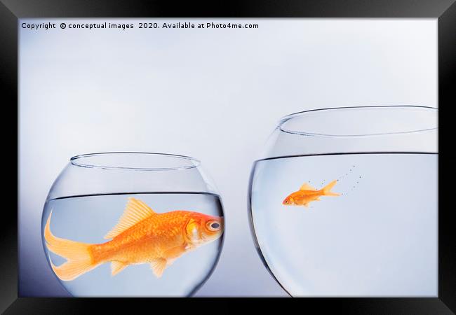 Large and small goldfish, in contrasting size bowl Framed Print by conceptual images
