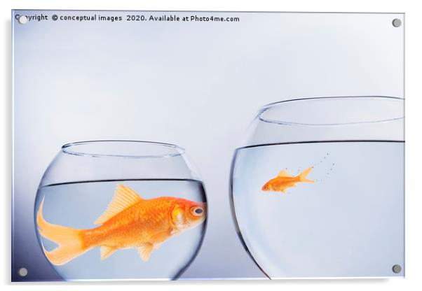 Large and small goldfish, in contrasting size bowl Acrylic by conceptual images