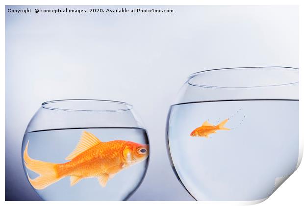 Large and small goldfish, in contrasting size bowl Print by conceptual images
