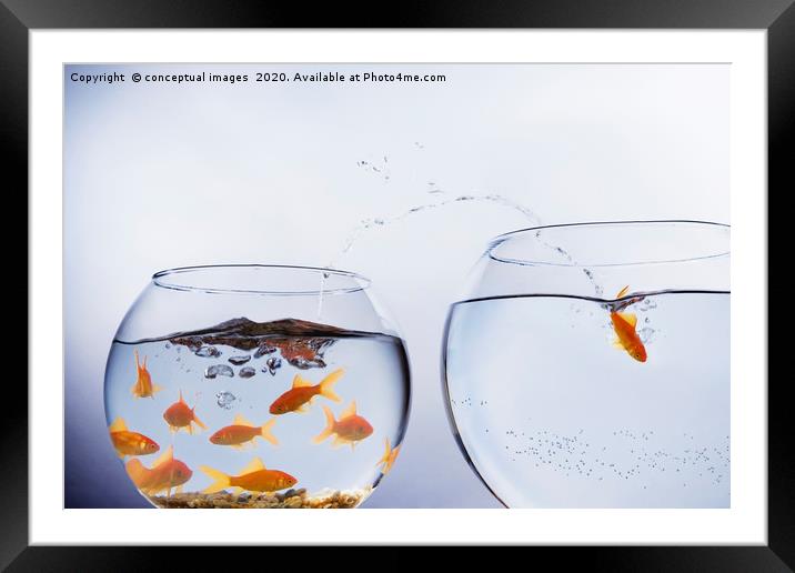A Goldfish jumping out of a small crowded bowl  Framed Mounted Print by conceptual images